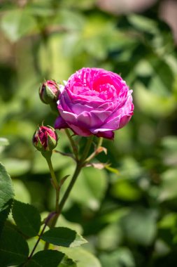 Yeşil yapraklı pembe bir çiçek ön plandadır. Çiçek yeşil yapraklarla çevrilidir ve görüntünün ana odak noktasıdır.