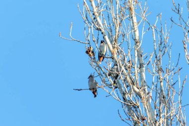 Üç kuş bir ağaç dalına tünemiş. Gökyüzü açık ve mavi. Kuşlar küçük ve kahverengi.