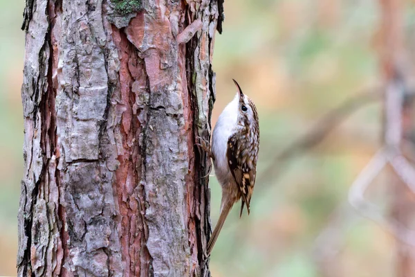 Küçük bir kuş bir ağaç dalına tünemiştir. Kuş kahverengi ve beyaz renktedir. Ağaç bir ormanla çevrili ve gökyüzü bulutlu.