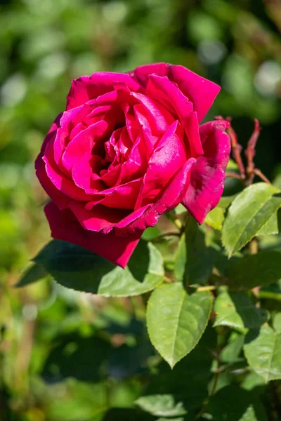 A red rose is the main focus of the image, with its stem and leaves surrounding it. The rose is the center of attention and the rest of the image is focused on it. Concept of beauty and elegance