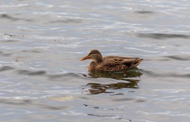 A duck is swimming in a body of water. The water is calm and the duck is the only one in the scene