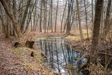 İçinden akarsu akan bir orman. Su berrak ve ağaçlar çıplak.