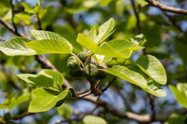 Yeşil yapraklı ve küçük yeşil meyveli bir ağaç. Meyveleri salkım salkım yemyeşildir.