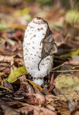 Toprakta yaprakları olan bir mantar büyüyor. Mantar beyazdır ve kahverengi bir şapkası vardır.