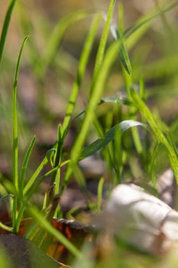 Üzerinde gölge olan bir çimen yığını. Çimler yeşil, gölgeler beyaz