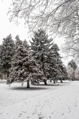 A snowy park with trees and a dog. The snow is covering the ground and the trees are bare