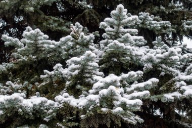 Karla kaplı bir ağaç. Kar ağacın dallarını ve yapraklarını kaplıyor. Ağaç çıplak ve yaprakları yok.