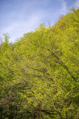 Green tree leaves on a blurred nature background.