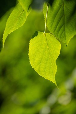 A leaf is shown in a greenish hue, with a bright sun shining on it. The leaf is surrounded by a lush green background, giving the impression of a vibrant and healthy environment