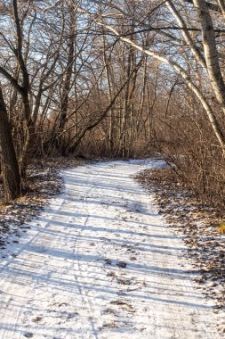 Ormanda karla kaplı bir patika. Yol karla kaplı ve ağaçlar çıplak.