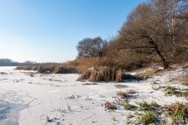 Arkasında ağaç olan karlı bir tarla. Gökyüzü mavi ve güneş parlıyor.