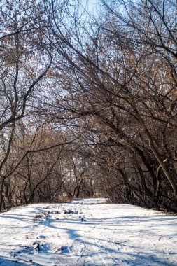 Ağaçları çıplak ve yaprakları olmayan karlı bir orman. Gökyüzü açık ve güneş parlıyor.