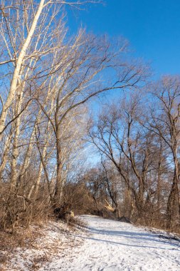 Çıplak ve kahverengi ağaçlarla dolu bir orman boyunca bir patika. Gökyüzü açık ve mavi