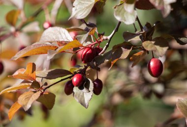 Ağaçtan sarkan kırmızı bir meyve kümesi. Meyve olgunlaştı ve toplanmaya hazır.