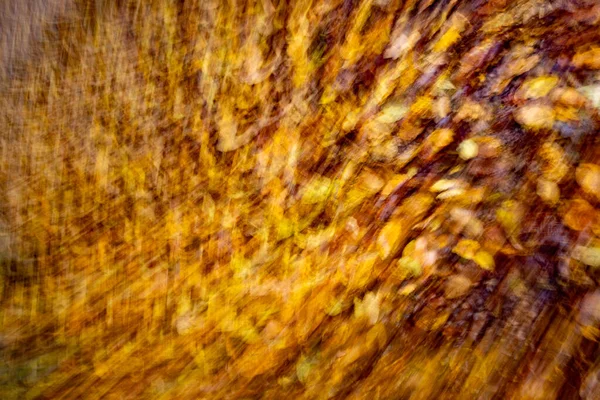 Yerdeki yaprakların bulanık bir görüntüsü ve sarımsı bir rengi var. Yapraklar dağınık ve örtüşüyor, hareket ve kaos hissi yaratıyor. Sahne düzensizlik ve düzensizliktir.