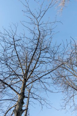 Yapraksız ağaçlar mavi gökyüzüne, güneşli havaya, doğaya karşı.