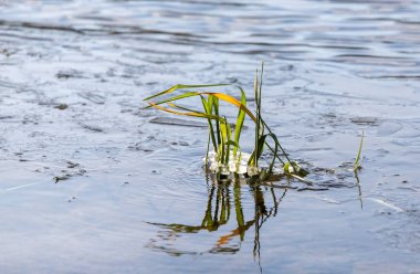 Bir bitki bir su kütlesinin içinde yüzüyor. Su sakin ve berrak. Bitki buz ve karla çevrili.