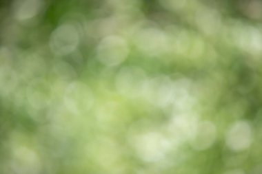 Görüntü bulanık yeşil bir zemin ve etrafa saçılmış birkaç küçük daire. Manzara sakin ve huzurlu, daireler havada süzülüyor gibi görünüyor.