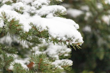 Karla kaplı bir çam ağacı dalı. Kar beyaz ve ağaç çıplak.