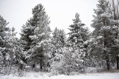 Karla kaplı ağaçlarla kaplı karlı bir orman. Ağaçlar uzun ve kar onları tepeden tırnağa kaplıyor. Huzurlu ve huzurlu bir manzara, kar bir sessizlik yaratıyor.