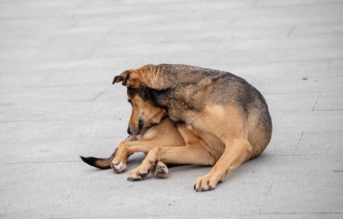 Bir köpek yerde yatıyor ve kendini tırmalıyor. Köpek rahatlamış gibi görünüyor.