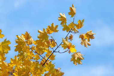 Gökyüzünde sarı yapraklı bir ağaç var. Yapraklar parlak sarı ve gökyüzü açık mavi. Güneş ışıl ışıl parlıyor, yaprakların üzerine sıcak bir parıltı saçıyor. Ağaç uzun ve güçlüdür.