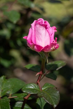 Pembe bir gül görüntünün odak noktasıdır. Gül dik duruyor ve yeşil yapraklarla çevrili. Gülün yeşil arka planda durduğu sahne huzurlu ve huzurlu.