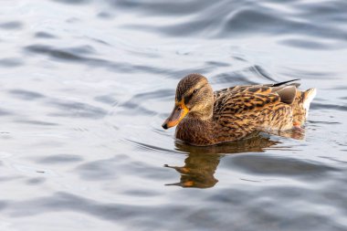 Bir ördek su içinde yüzüyor. Ördek kahverengi ve siyahtır. Su sakin.