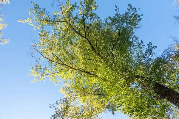 Yeşil yapraklı bir ağaç mavi bir gökyüzünün ortasındadır. Ağaç uzundur ve çok fazla yaprağı vardır.