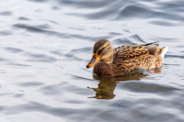 Bir ördek su içinde yüzüyor. Ördek kahverengi ve siyahtır. Su sakin.