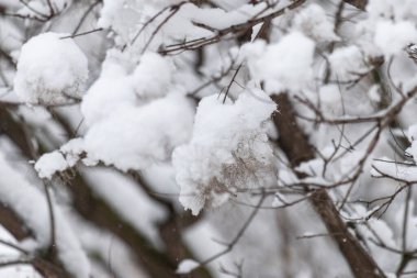 Karla kaplı bir ağaç dalı. Kar yumuşak ve beyazdır. Dal çıplak ve yaprakları yok.