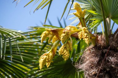 Sarı çiçekli büyük bir ağaç yemyeşil bir alanda duruyor. Ağaç uzundur ve dalları çiçeklerle doludur, canlı ve canlı bir atmosfer yaratır. Alan başka ağaçlarla dolu.