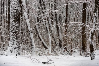 Karla kaplı ağaçlarla kaplı karlı bir orman. Ağaçlar çıplak ve kar derin.