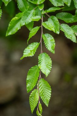 Yapraklı bir dal ıslak ve yeşildir. Yapraklar güneş ışığında parlıyor.