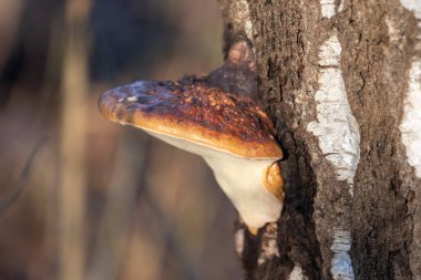 Ağaç gövdesinde bir mantar büyüyor. Mantar kahverengi ve beyaz renktedir. Ağaç gövdesi yosunla kaplı.