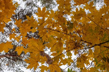Resimde çok yapraklı bir ağaç gösteriliyor. Yapraklar sarı ve kahverengi benekleri var. Ağaç beyaz bir arka planla çevrilidir. Sonbahar kavramı ve bu mevsimde doğanın güzelliği