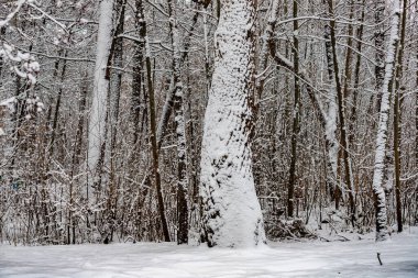 Ormanda karla kaplı bir ağaç gövdesi. Kar gövdeye ve dallara yığıldı. Durgunluk ve sükunet kavramı, kar ağaçları ve zemini kapladığında, barışçıl bir ortam yaratıyor.