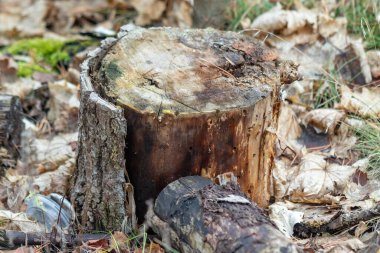 Yerde üzerinde biraz yaprak ve yosun olan büyük bir kütük oturuyor. Kütük çürüyor gibi görünüyor ve tüyler ürpertici bir his veriyor.