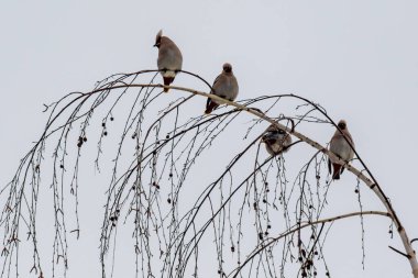 Dört kuş bir ağacın dalına tünemiştir. Kuşlar farklı boyutlarda ve dalda çeşitli pozisyonlarda oturuyorlar. Huzurlu ve huzurlu bir sahne.