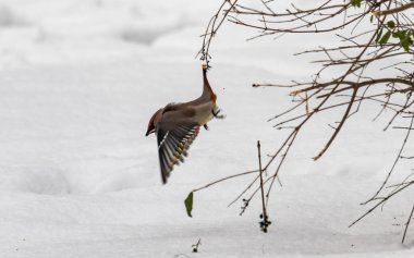 Bir kuş havada uçuyor ve bir böcek yakalıyor. Kuş uçarken ve böcek yakalanırken görüntüde özgürlük ve hareket duygusu var.
