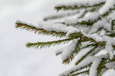 Yeşil iğneli karla kaplı bir ağaç dalı. Kar dalları ve yaprakları kaplıyor. Ağaca huzurlu ve huzurlu bir görünüm veriyor.