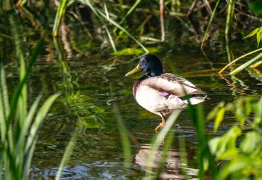 Bir ördek yeşil otlarla dolu bir gölette duruyor. Ördek sağa doğru bakıyor. Gölet uzun otlarla çevrilidir.