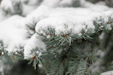 Yeşil yapraklarla kaplı bir ağaç. Kar dalları ve yaprakları kaplıyor. Ağaca huzurlu ve huzurlu bir görünüm veriyor.