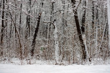 Karla kaplı ağaçlarla kaplı karlı bir orman. Ağaçlar çıplak ve kar onları kaplıyor. Kar, sakin ve sakin bir atmosfer yarattığı için, görüntüde huzurlu ve huzurlu bir hava var.