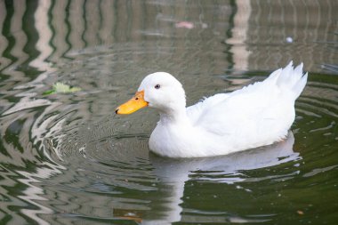 A white duck is swimming in a pond. The water is calm and the duck is the only one in the scene