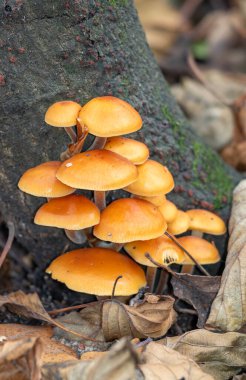Ağaç gövdesinde yetişen bir grup portakal mantarı. Mantarlar bir araya toplanmış ve oldukça büyük görünüyor.