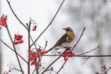Bir kuş bir ağacın dalına kırmızı böğürtlenlerle tünemiştir. Kuşun doğal ortamdaki zamanının tadını çıkardığı gibi, sükunet ve huzur kavramı.