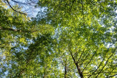 Bir sürü ağacı ve açık mavi gökyüzü olan bir orman. Ağaçlar yemyeşil, gökyüzü parlak ve güneşli.
