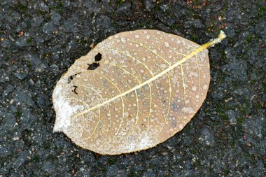 Yerde bir yaprak var, üzerinde su damlaları var. Yaprak kahverengidir ve dalgalı bir kenarı vardır. Sükunet ve sükunet kavramı. Yaprak yerde öylece duruyor.