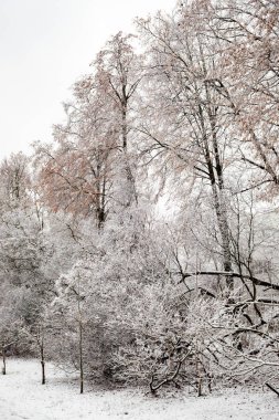 Karla kaplı ağaçlarla kaplı karlı bir orman. Ağaçlar çıplak ve kar onları kaplıyor. Huzurlu ve huzurlu bir sahne.